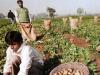 Potato Farming