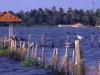 Vembanad lake