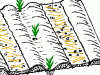 soil moisture conservation