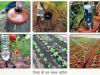 Drip Irrigation