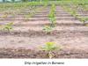 Drip irrigation