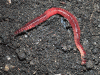 Earthworm