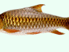 mahseer fish