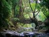 Mawphlang forest