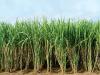 Sugarcane