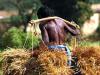 bundelkhand farmer