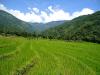 sikkim agriculture