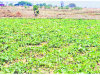 vegetable farming