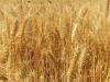 wheat crop