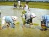 paddy cultivation