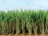 sugarcane