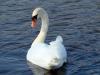 swan