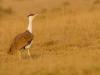 Great Indian Bustard