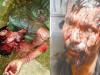 madan injured in tiger attack