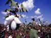 bt cotton