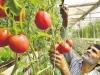 vegetable farming