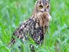 eagle owl