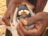 fluorosis in animal