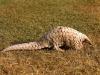 Indian Pangolin