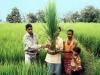 paddy crop