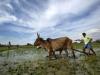 If late in the rain govt may have to face major challenge for agriculture as it comes. 