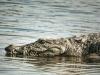 crocodile in yamuna