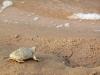 turtle in chambal santuary