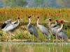 sarus crane