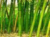 national bamboo mission jharkhand