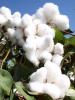 BT cotton