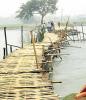 Bamboo bridge