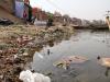 Polluted ganga