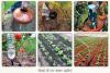 Drip Irrigation