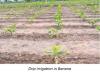 Drip irrigation