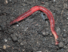 Earthworm