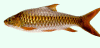 mahseer fish