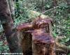 Rainforest destruction