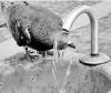 bird bathing in water