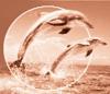 dolphin