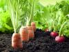 organic farming