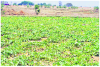 vegetable farming