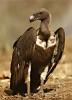 vulture