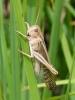 African locust