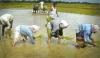 paddy cultivation