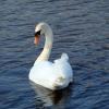 swan