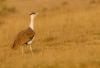 Great Indian Bustard