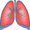 lungs