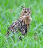 eagle owl