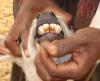 fluorosis in animal