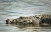 crocodile in yamuna